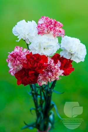 Carnations Seasonal Christmas Pack Fancy