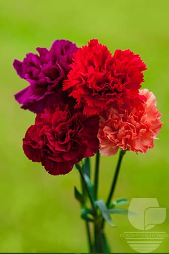 Carnations Seasonal Fall Pack Select