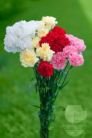 Carnations Mix Assorted Fancy