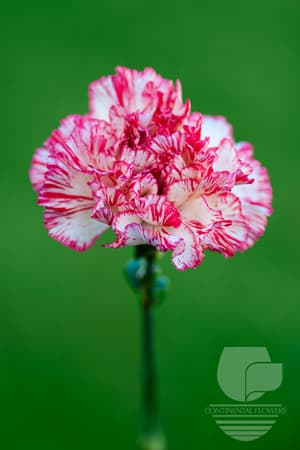 Carnations - Peppermint Select