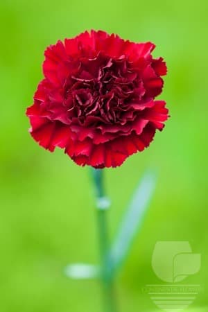 Carnations Zurigo Burgundy Fancy