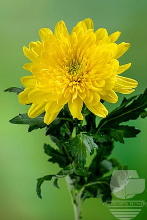 CREMONES ZEMBLA YELLOW XXX