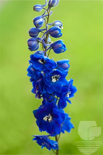Delphinium Candle Blue Select