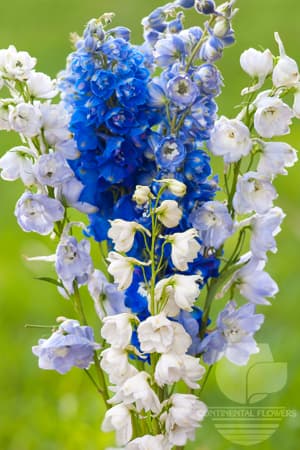 Delphinium Candle Assorted Select