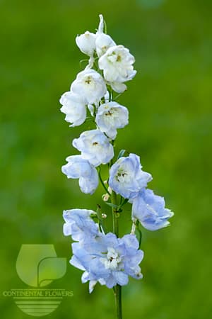 Delphinium Mix Lavender 70c