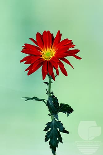 Disbud Morgan Red Xxx