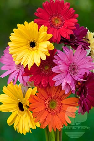 GERBERAS - ASSORTED 50C