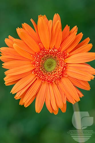 Gerberas - Orange 50c