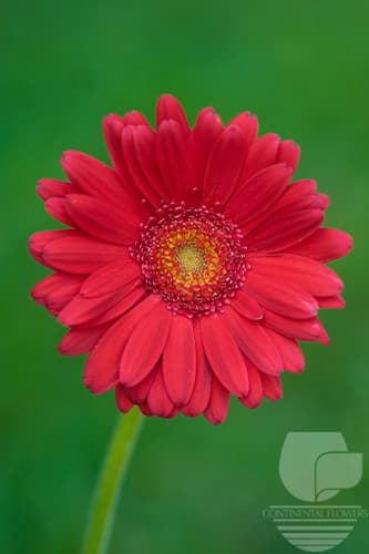 Gerberas - Red 50c