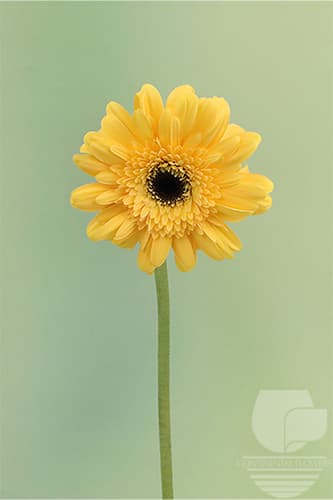 Gerberas - Yellow 50c