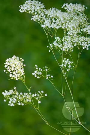 GYPSOPHILA MILLION STAR WHITE XXX