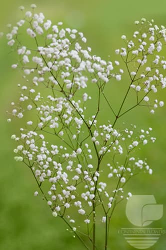 GYPSOPHILA MIRABELLE WHITE XXX