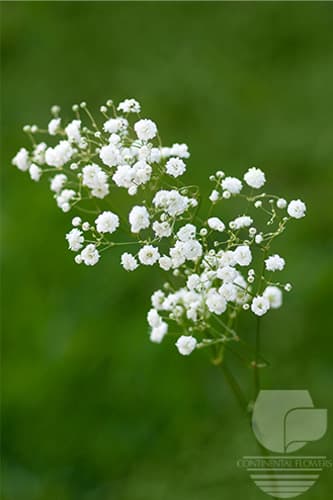 GYPSOPHILA XLENCE WHITE XXX
