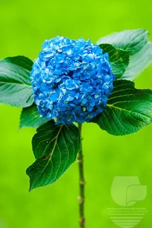 Hydrangeas Shocking Blue Select