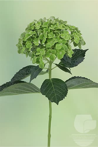 Hydrangeas - Dark Green Sml