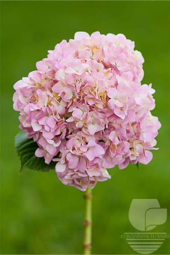Hydrangeas - Pink Select