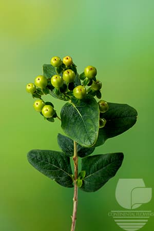 HYPERICUM GREEN POWER GREEN 70C
