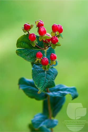 HYPERICUM MAGICAL TRIUMPH RED 80C