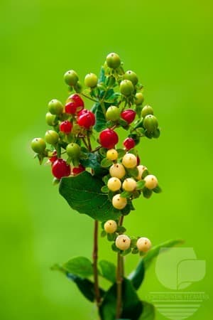 Hypericum Seasonal Christmas Pack 70c