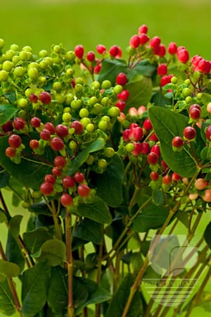 Hypericum Seasonal Fall Pack 70c