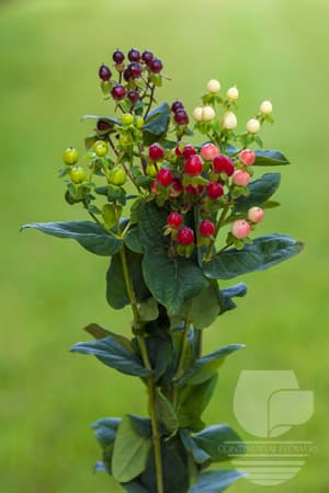 HYPERICUM - ASSORTED 80C