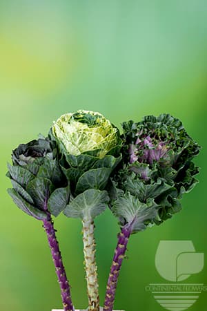 Kale - Assorted 50c