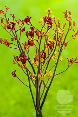 Kangaroo Paw - Assorted Select