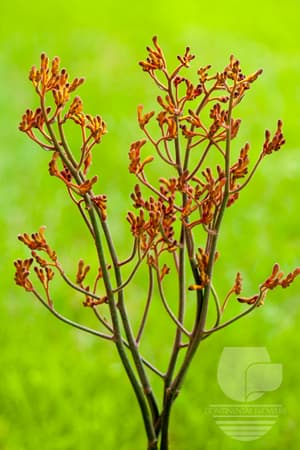 Kangaroo Paw Mix Orange Select