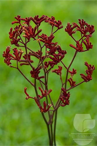 Kangaroo Paw - Red Select