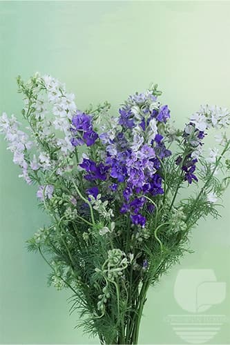 Larkspur Mix Assorted 80c