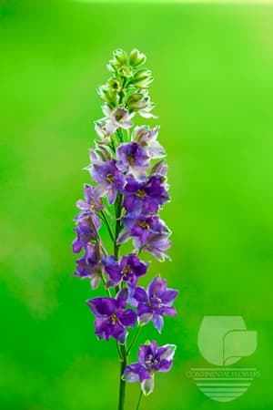 Larkspur Mix Purple 70c