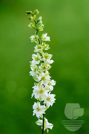 Larkspur - White 90c