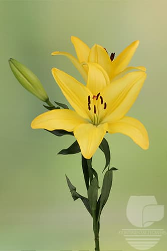 LILY LA HYBRID DIVO YELLOW 35B