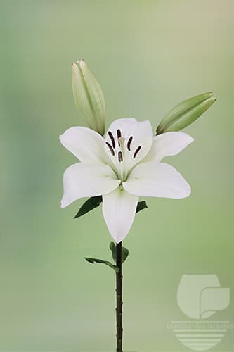 LILY LA HYBRID LITOUWEN WHITE 35B
