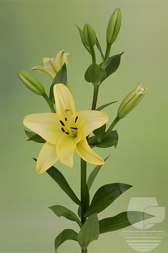 LILY LA HYBRID PAVIA YELLOW 35B