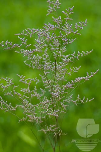 LIMONIUM MISTY BLUE 90C