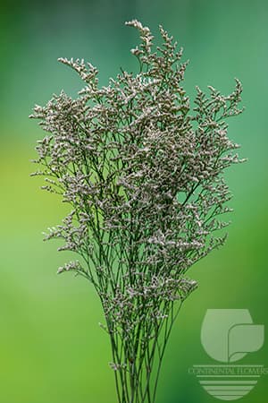 Limonium Misty White 90c