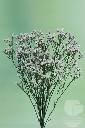 Limonium Pina Colada White 70c
