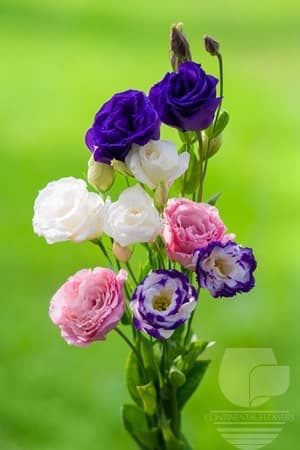 LISIANTHUS - ASSORTED 60C