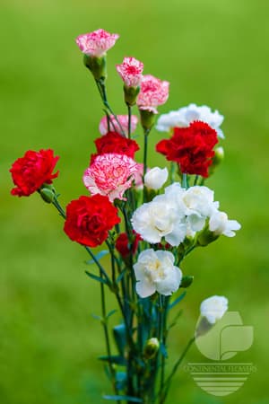Mini Carnations Seasonal Christmas Pack Select