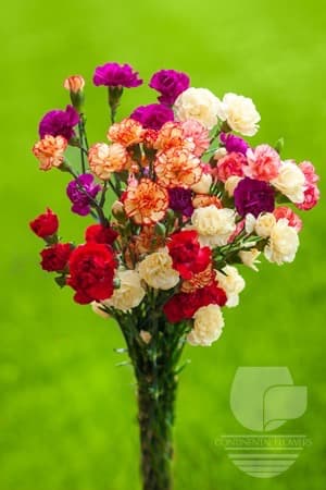 Mini Carnations Seasonal Fall Pack Select