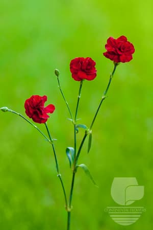 MINI CARNATIONS - BURGUNDY SELECT