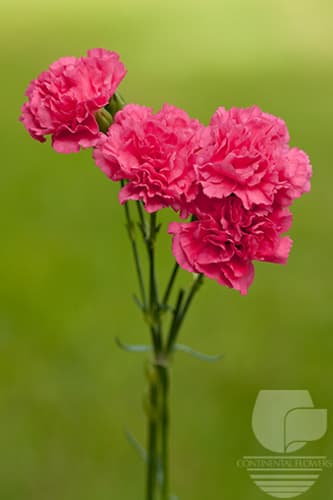 Mini Carnations - Dark Pink Select