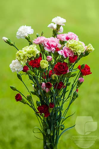 MINI CARNATIONS MIX ASSORTED SELECT