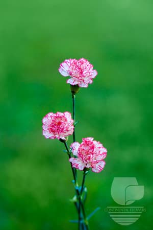 Mini Carnations - Peppermint Select