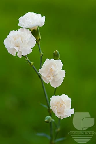 MINI CARNATIONS - WHITE SELECT