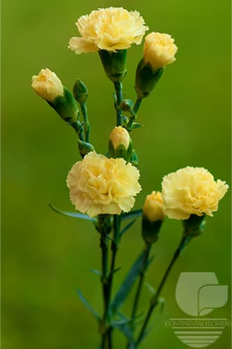 MINI CARNATIONS - YELLOW SELECT