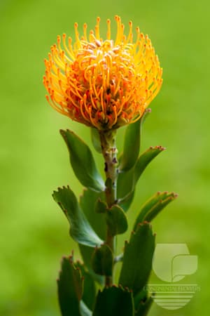 PIN CUSHION - ORANGE MINI