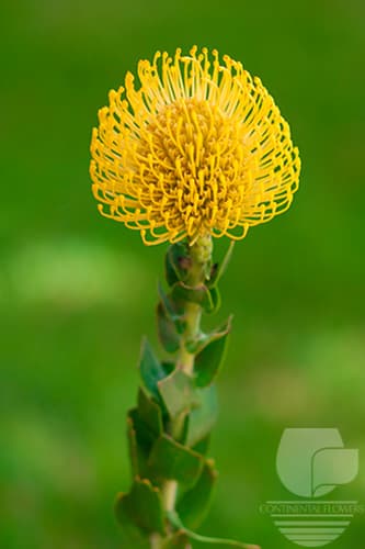 PIN CUSHION - YELLOW MINI