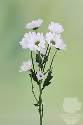 POMPOMS ALMA WHITE DAISY